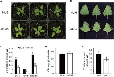 Functional analysis of CqPORB in the regulation of chlorophyll biosynthesis in Chenopodium quinoa